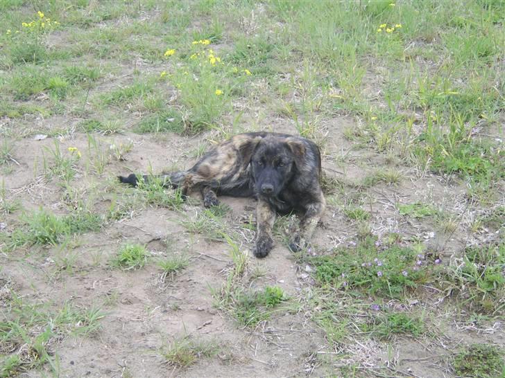 Blanding af racer Donna billede 10