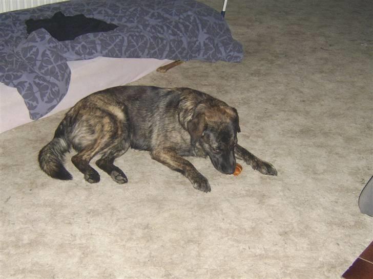 Blanding af racer Donna billede 11