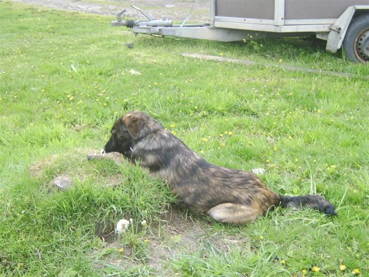 Blanding af racer Donna billede 12