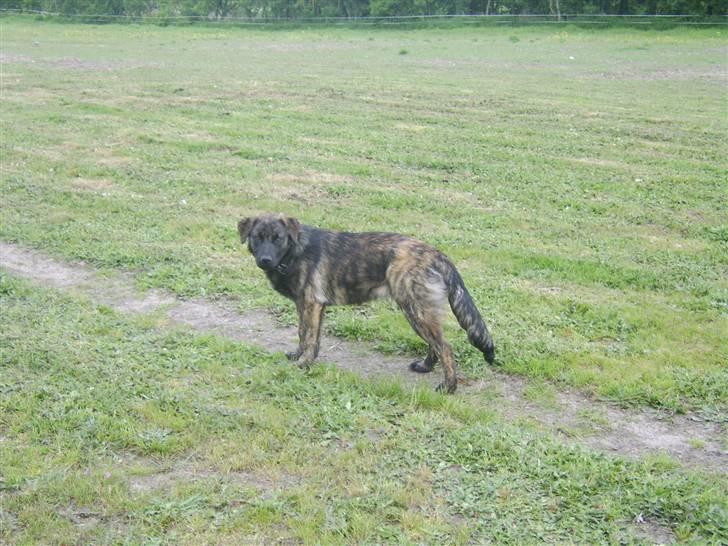 Blanding af racer Donna billede 13