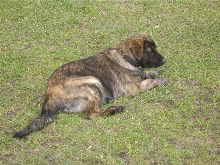 Blanding af racer Donna billede 14