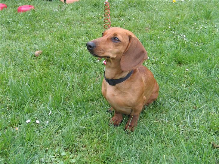 Gravhund kiki - kiki  billede 1