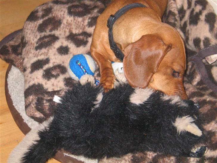 Gravhund kiki - kiki leger billede 2