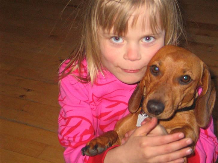 Gravhund kiki - kiki hygger sig med min datter rebecca billede 3