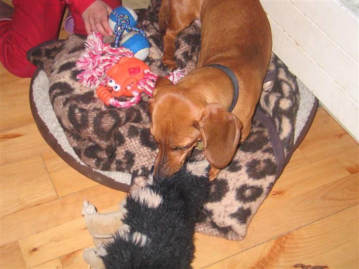 Gravhund kiki - kiki leger med sin bamse billede 4