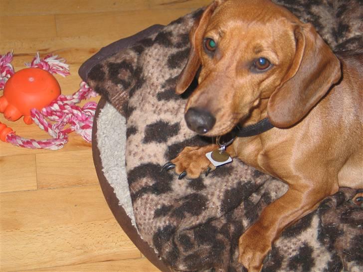 Gravhund kiki - er jeg ikke dejlig billede 5