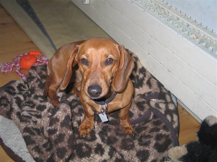 Gravhund kiki - å det er dejligt med tæpper billede 6