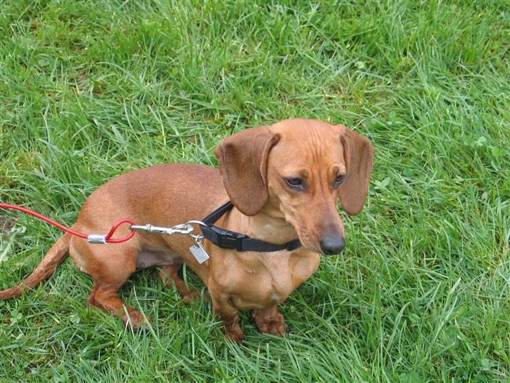 Gravhund kiki - øv øv jeg kan ikke komme vidre billede 7