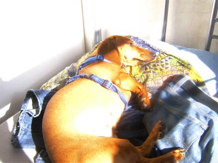 Gravhund kiki - hvor det dejligt at ligge i dyner billede 9