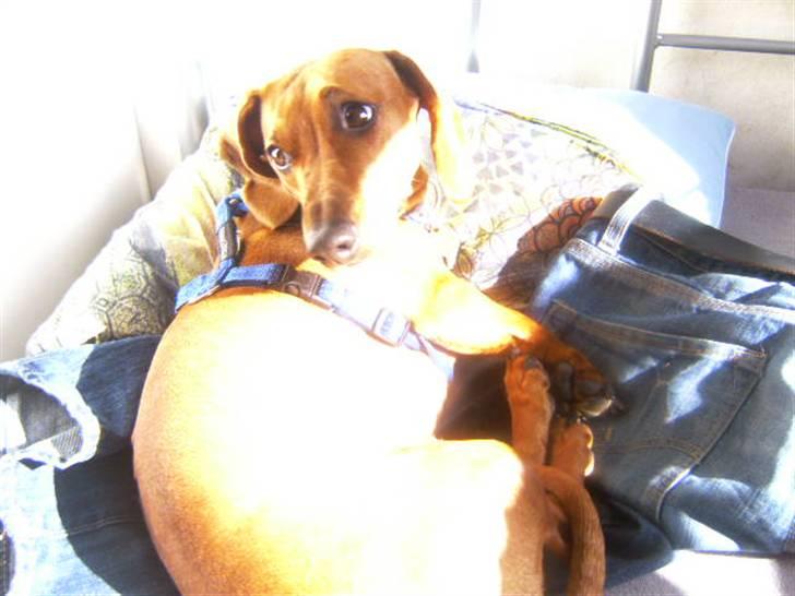 Gravhund kiki - lad mig nu være  billede 10