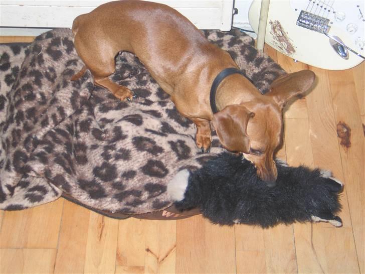 Gravhund kiki - min bamse er skøn billede 12