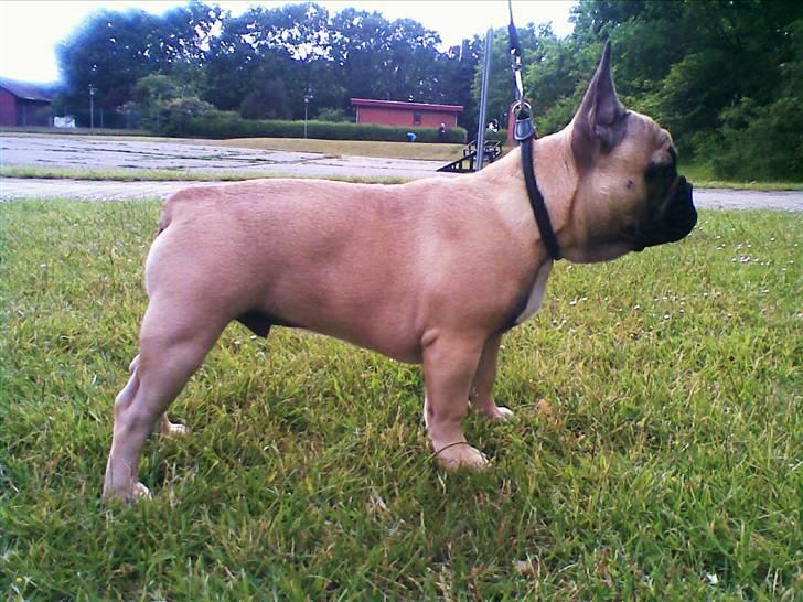 Fransk bulldog Valfers de Aslan (Joker) - 5 mdr gammel. What a stallion!! ;) billede 6