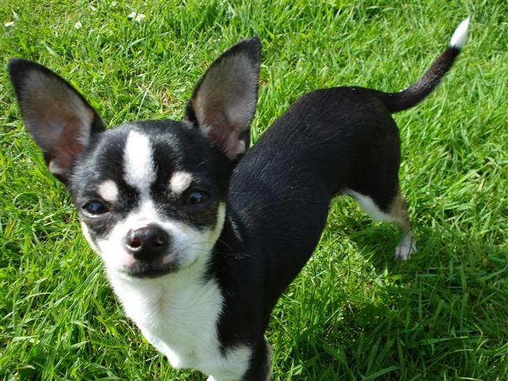 Chihuahua Batman billede 13