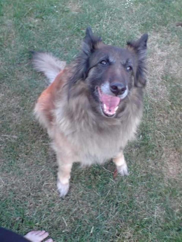 Tervueren Roma billede 1