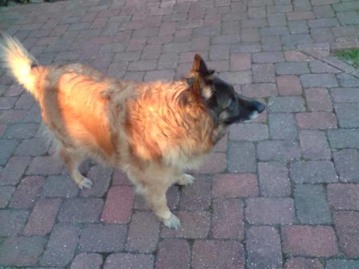 Tervueren Roma billede 2