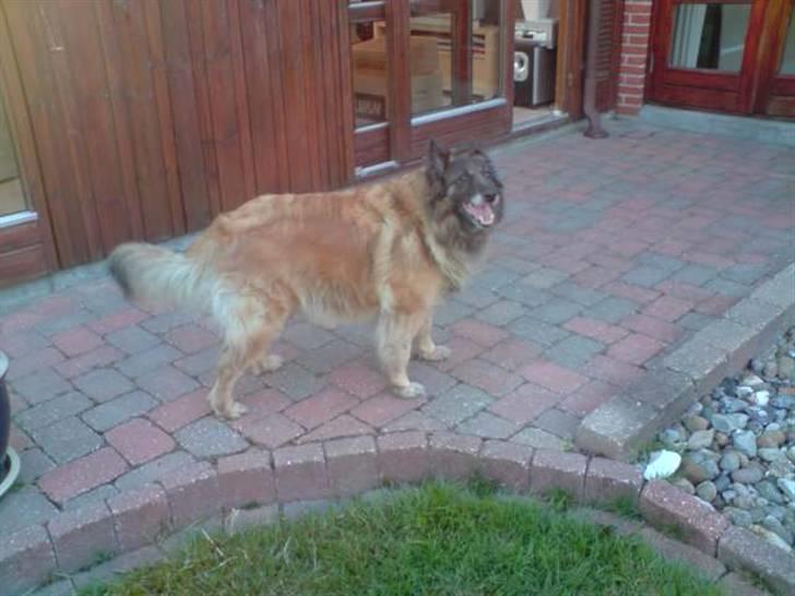 Tervueren Roma billede 3