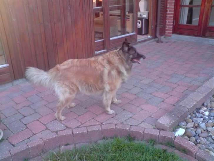 Tervueren Roma billede 4