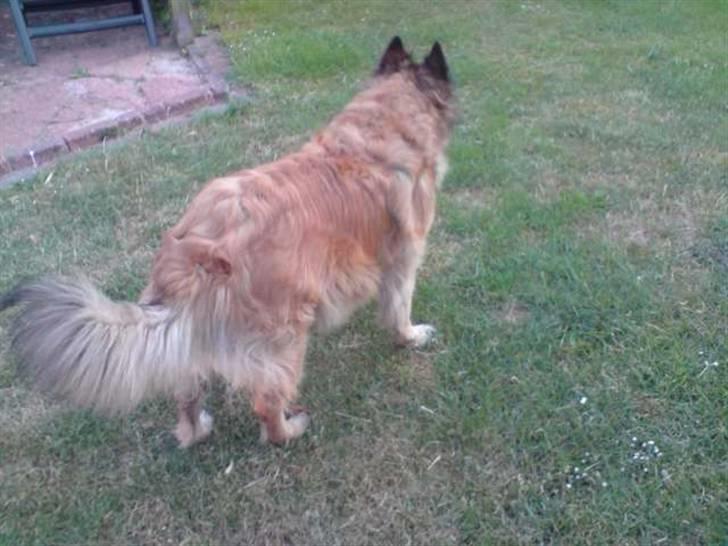 Tervueren Roma billede 5