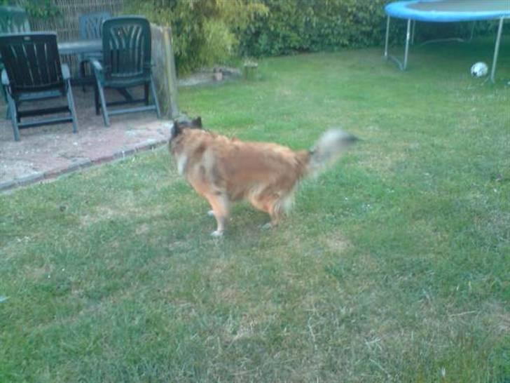 Tervueren Roma - Ja.. Hun havde lidt travlt med at gø af nogen på den anden side af hækken, end at kigge på fotografen :D billede 6