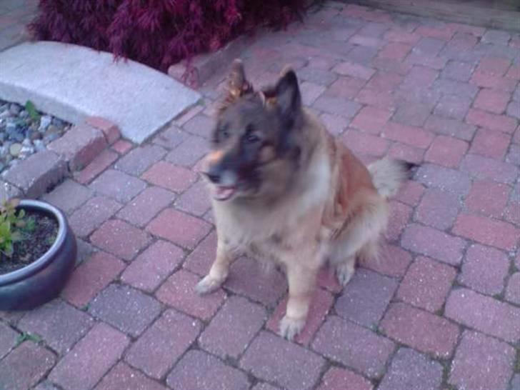 Tervueren Roma billede 7