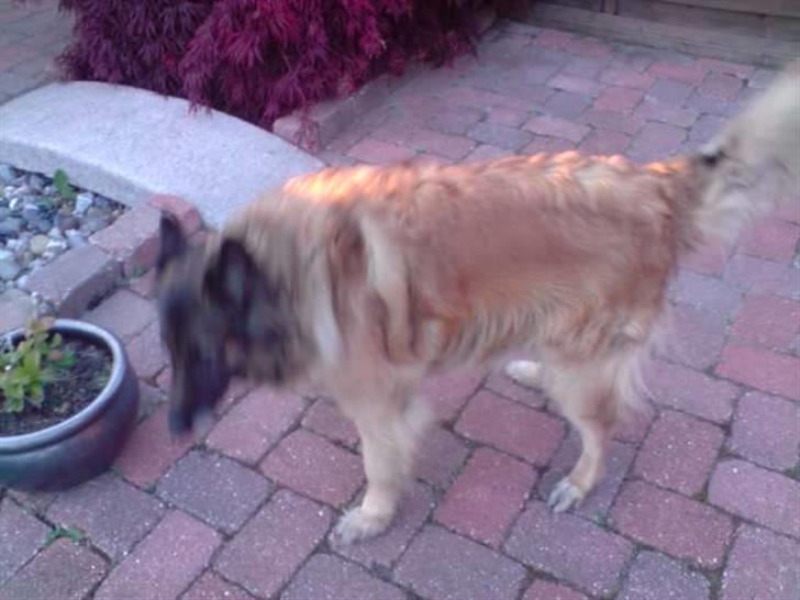 Tervueren Roma billede 8