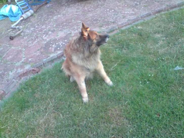 Tervueren Roma billede 9