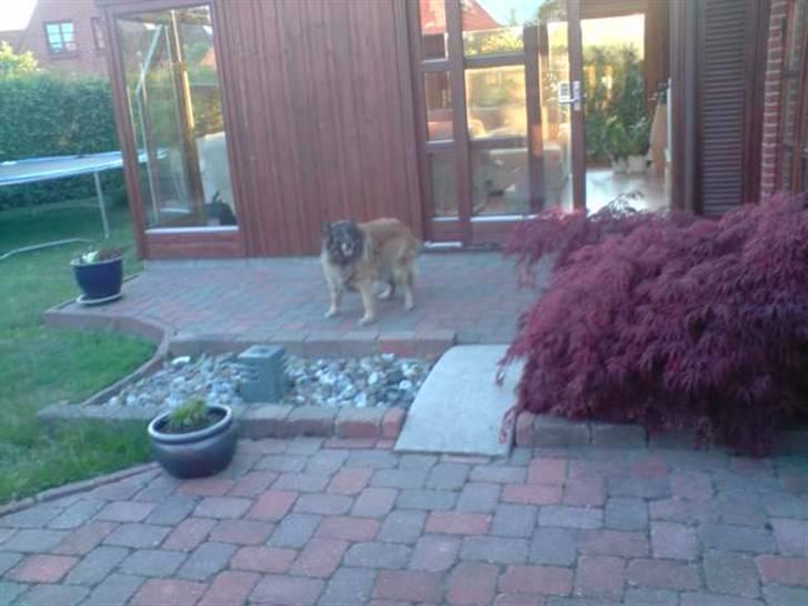 Tervueren Roma - Hvorfor komme når man kalder :D  billede 10