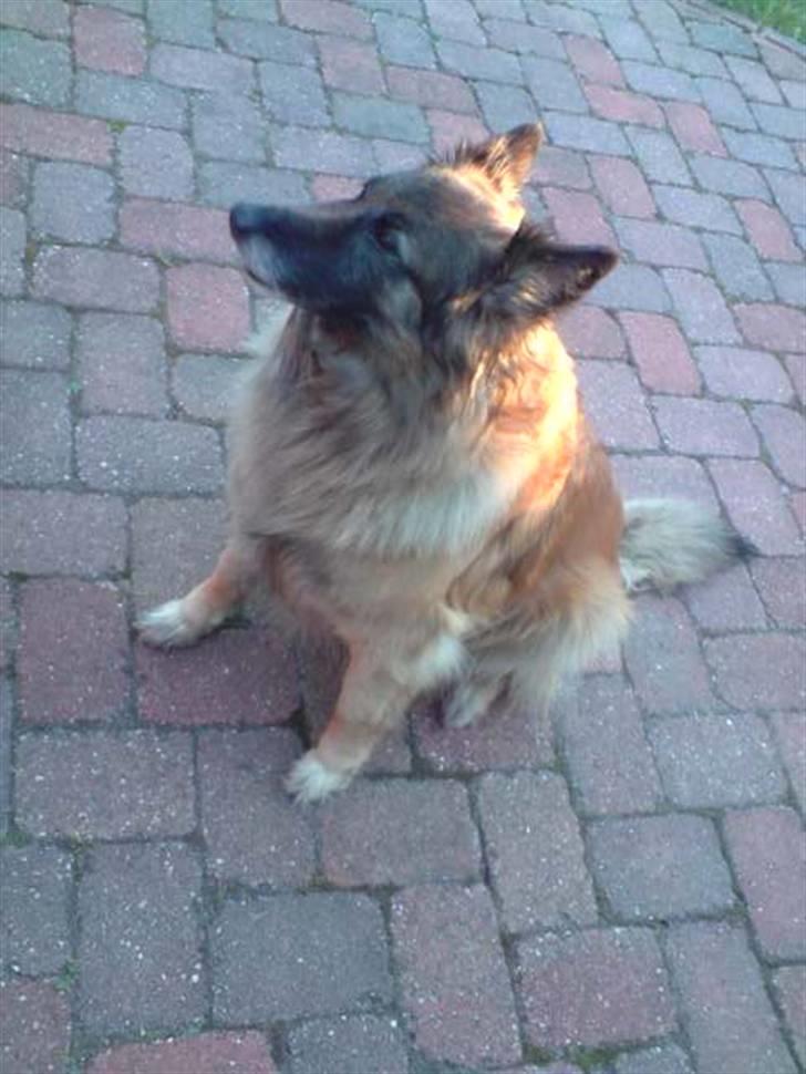 Tervueren Roma billede 11