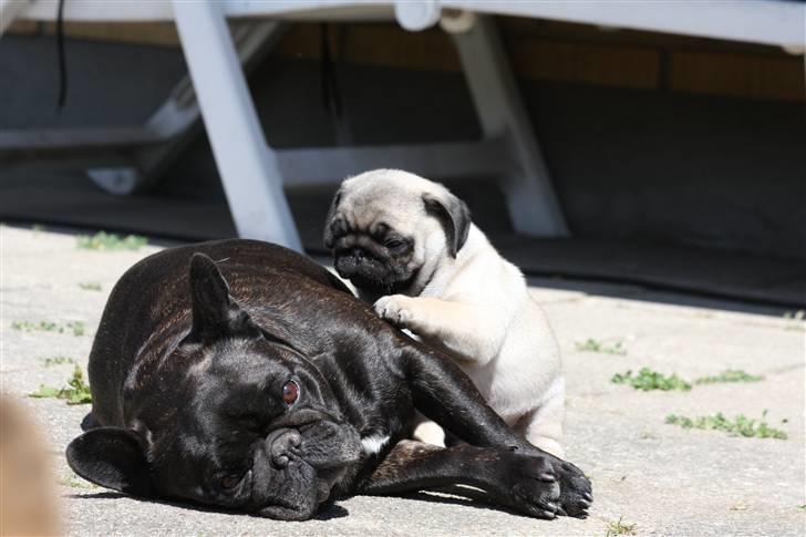 Mops Tangomopsens Teddy billede 17