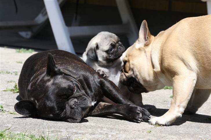 Mops Tangomopsens Teddy billede 18