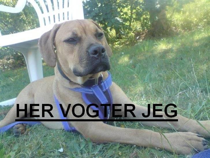 Blanding af racer Tyson billede 20