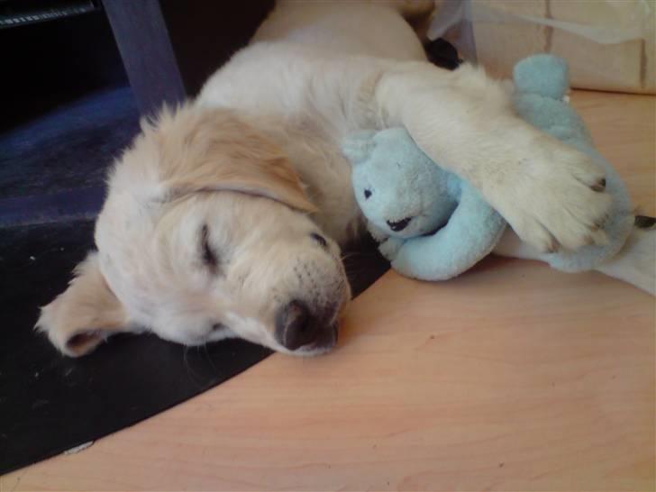 Golden retriever Sammy - Langt væk i drømmeland, sammen med sin bamse. billede 5