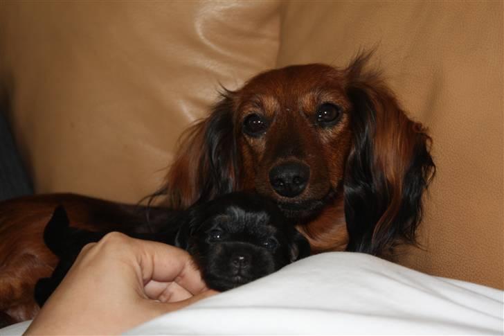 Blanding af racer Johan jack - Hvor er min mor og jeg bare smukke =;0) billede 5