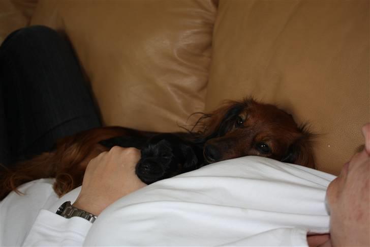 Blanding af racer Johan jack - ZZZZZZZZZZZ billede 6