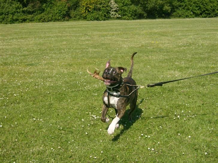 Amerikansk bulldog Tyson billede 18