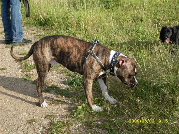 Amerikansk bulldog Tyson billede 19