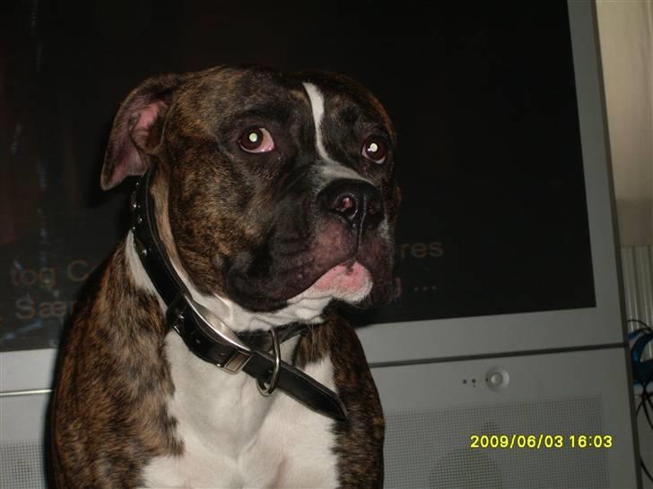 Amerikansk bulldog Tyson billede 20