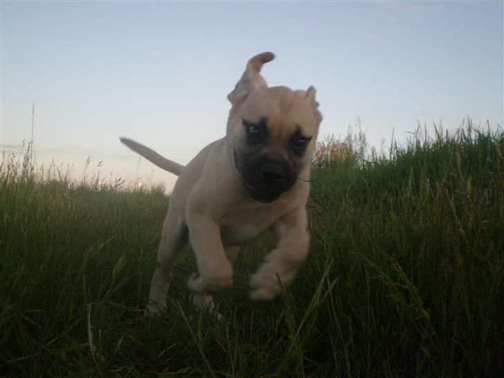 Bullmastiff Vera billede 7