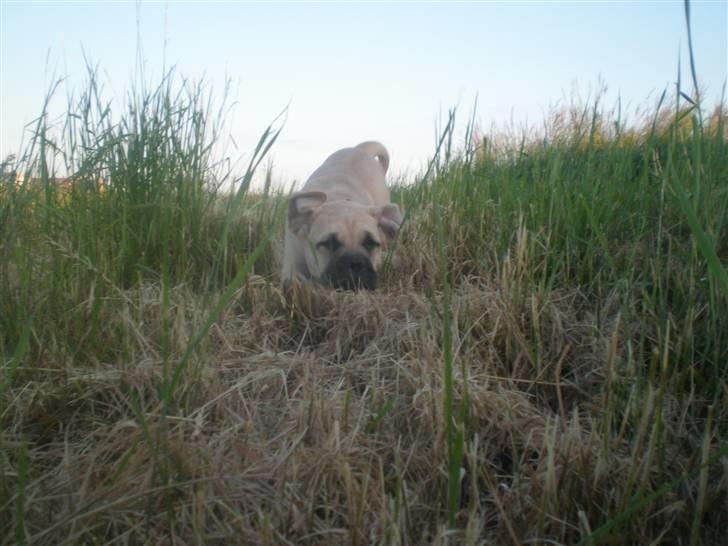 Bullmastiff Vera billede 8