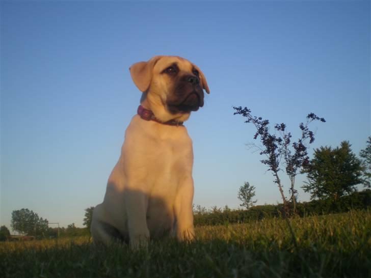 Bullmastiff Vera billede 9
