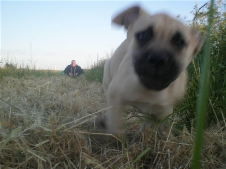 Bullmastiff Vera billede 10