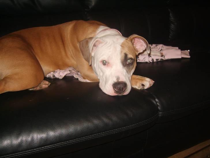 Amerikansk staffordshire terrier Monique billede 10