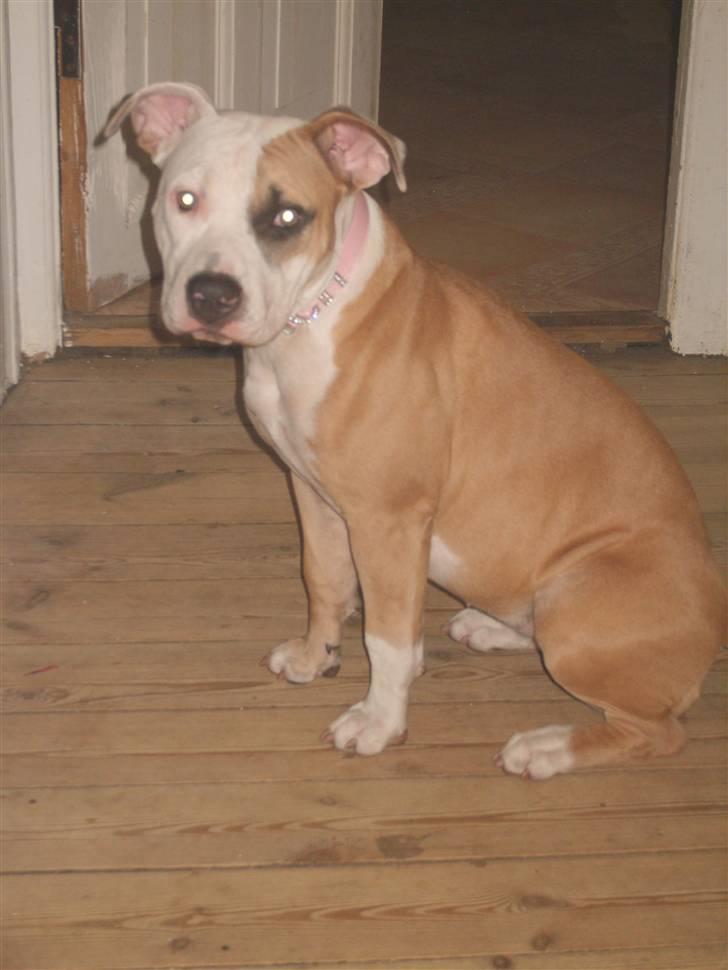 Amerikansk staffordshire terrier Monique billede 11
