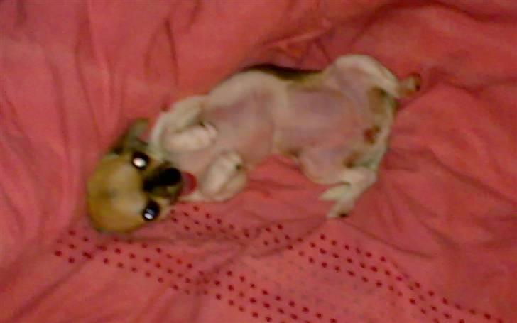 Chihuahua Tufsan - Moar kommer hjem! Jeg=GLAD.Aaa hvad ska jeg göre?Ved ikke.Viser maven! billede 17