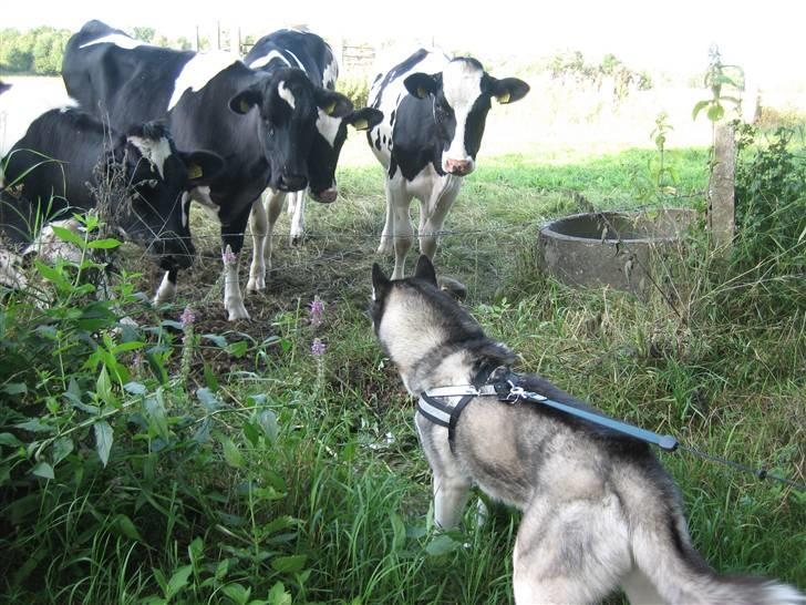Siberian husky Zico Født i Juelsminde - Vil så gerne ind og lege med de der store nogen. billede 12