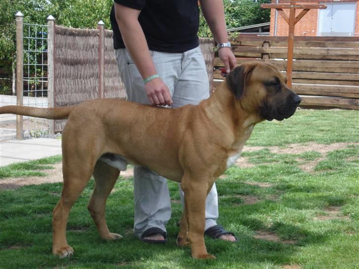 Boerboel Rathmanns Poseidon  billede 14