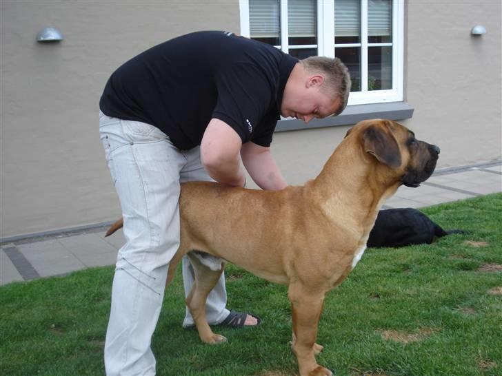 Boerboel Rathmanns Poseidon  billede 15