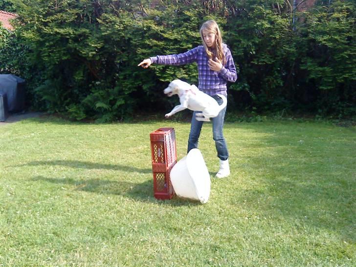 Jack russell terrier lille lindholds Laban - laban springer :D billede 14