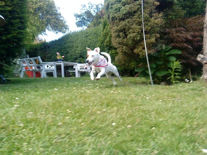 Jack russell terrier lille lindholds Laban - <3 min baby gris billede 15