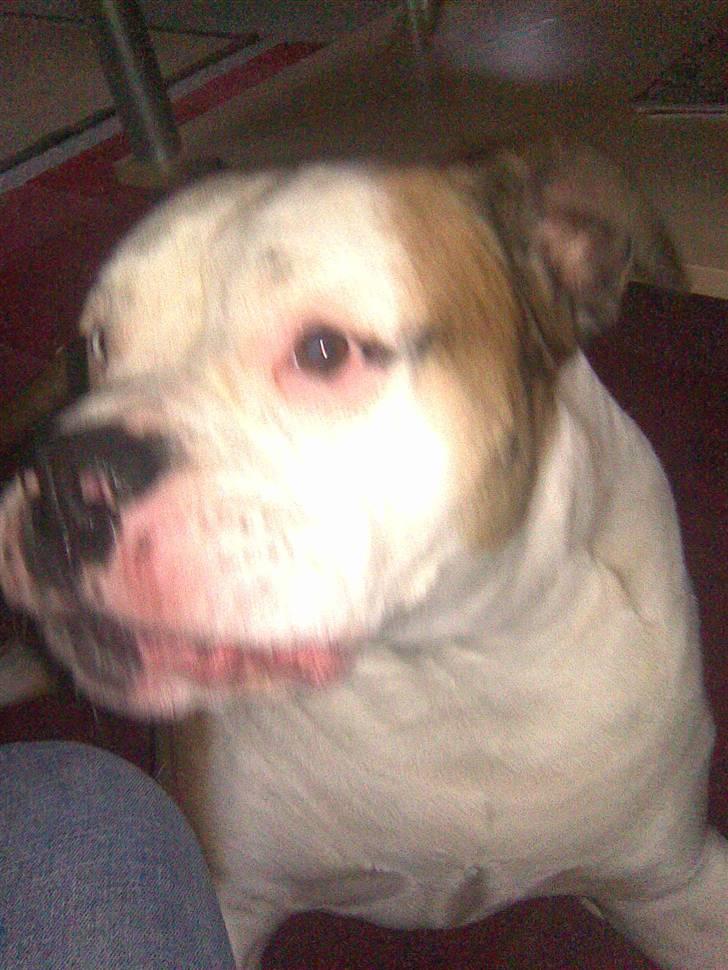 Amerikansk bulldog Tyson billede 15